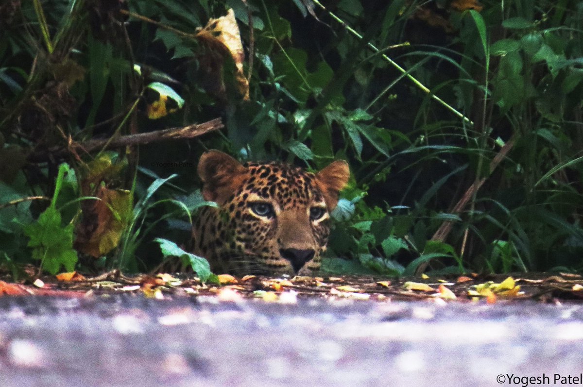 TimminsPriyanka's tweet photo. @priyankadeo Someone is waiting to meet u..pls go in the night.. u can also ask how they coexist with Humans 👇 https://t.co/Ofa14xXfeV