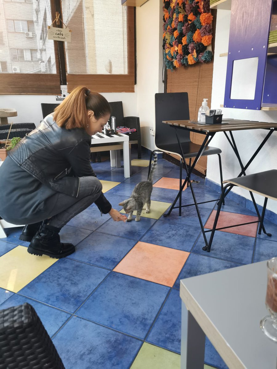 SooLucija's tweet photo. Cat therapy weekend 😻 #Caturday #catcaffe #catlover https://t.co/mET3YclFRi