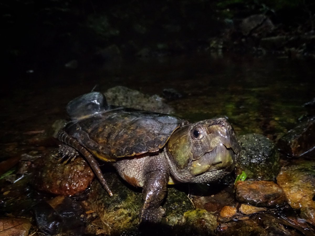 WsVincentChan's tweet photo. Monster in the stream!!! Caught some HUGE #BigHeadedTurtles to kick off our #accelerometry study. Will return in a month to check on the #turtles and the #accelerometers. Hopefully, this will provide us more clues about the #activity and #behaviours of this elusive animal. https://t.co/WS1eTs6EIT