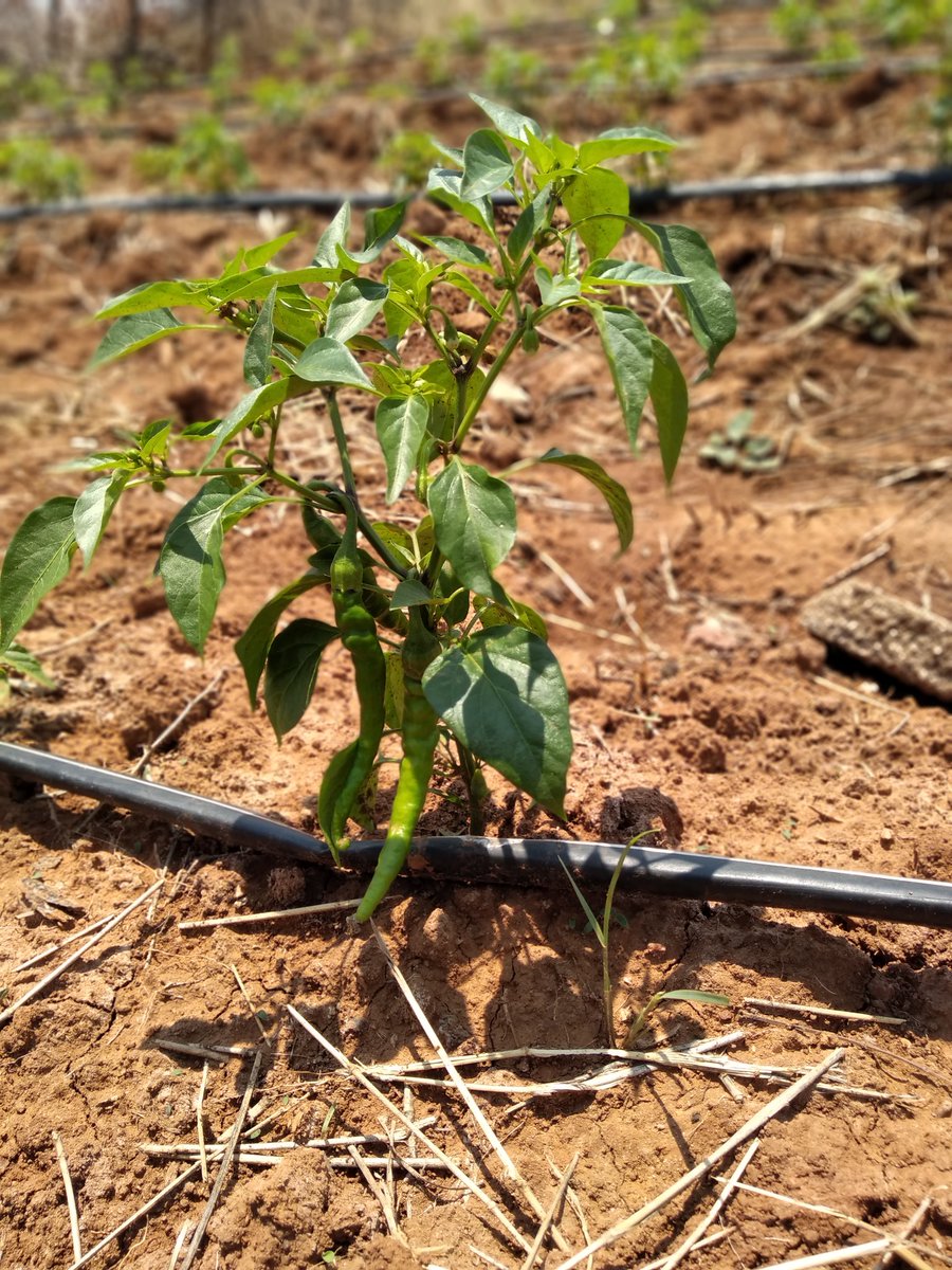 bigChilliZw's tweet photo. Long slim cayenne....first pick. #bigchilli #chilli🌶️ https://t.co/cDx94SB4BM