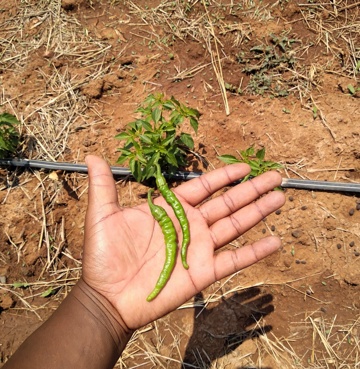 bigChilliZw's tweet photo. Long slim cayenne....first pick. #bigchilli #chilli🌶️ https://t.co/cDx94SB4BM