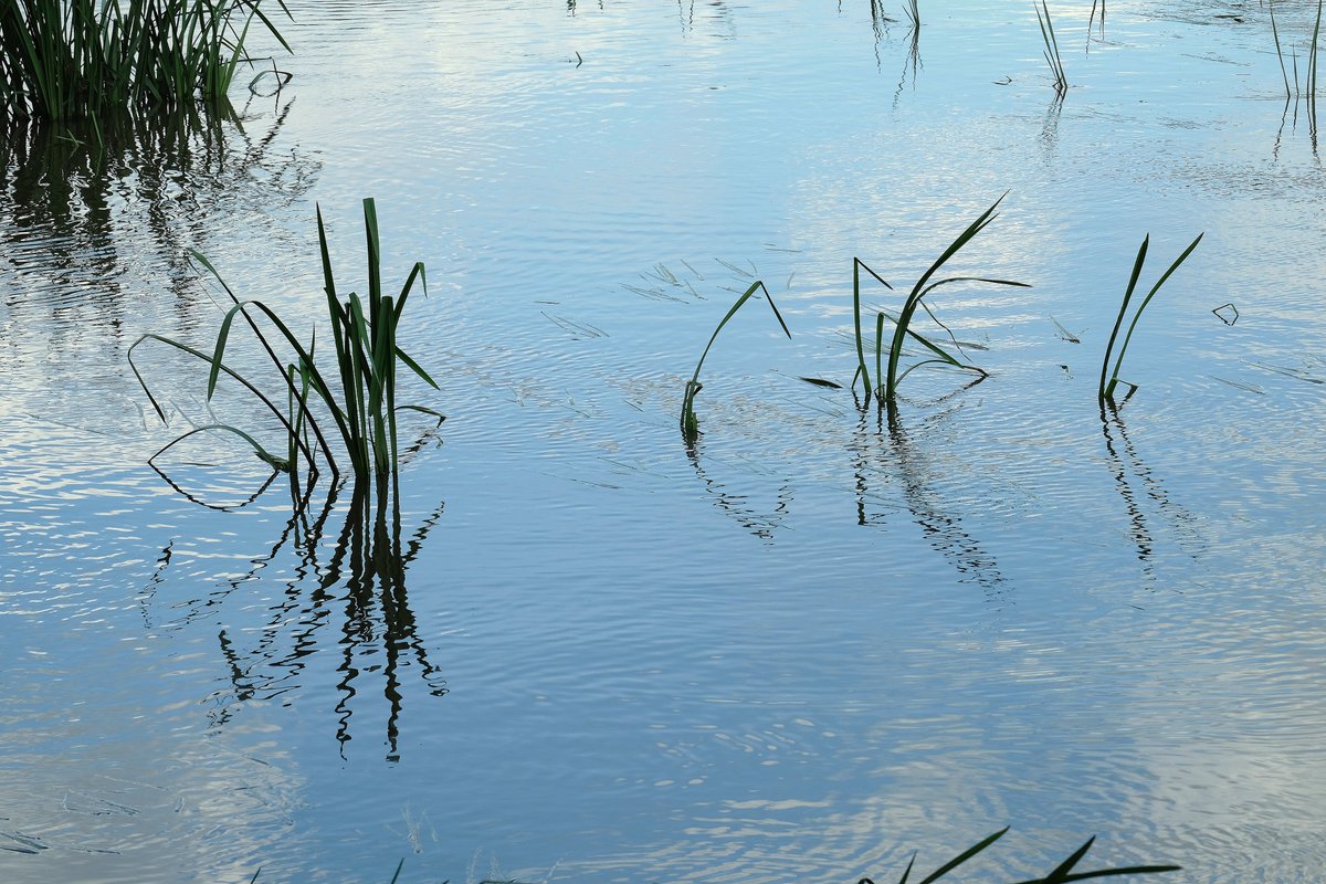 Wir wollen den ganzen #Teich. Foto: Wittwer #photos #fotografia #fotografie #ostfrieslandfotos #heimat #picture #PictureOfTheDay #NaturePhotograph #water #naturephotographyday #NaturePhotograph link: https://t.co/UOdwXcob18 https://t.co/e5RL69XI6F