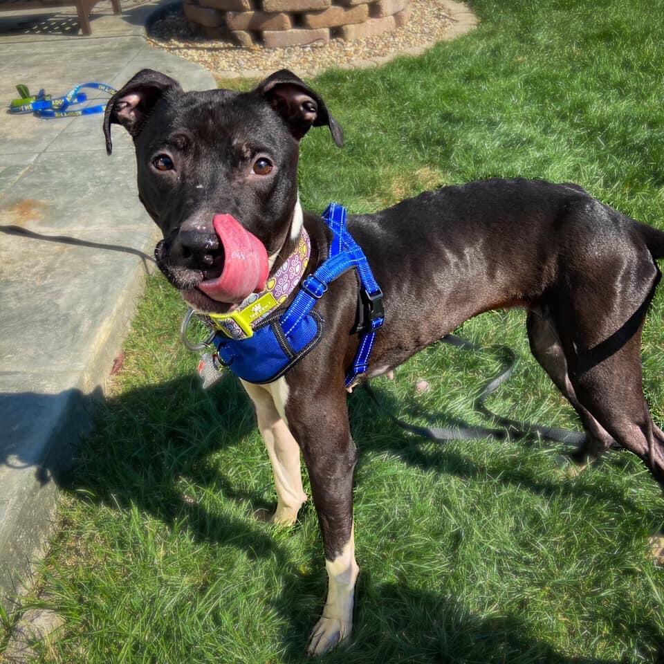 FpoPets's tweet photo. Adeline’s Sunday Glow up! 🤩 We honestly don’t know much on her past, but her scars are the only thing she holds on to from it! 🐾 She is a wonderful girl! #adoptable #adoption #glowup  #furever #dogs #wannahelp #pupsofpeoria #takemehome #checkmeout @ https://t.co/GQFjAAnrnf https://t.co/kUAkBs6DXj