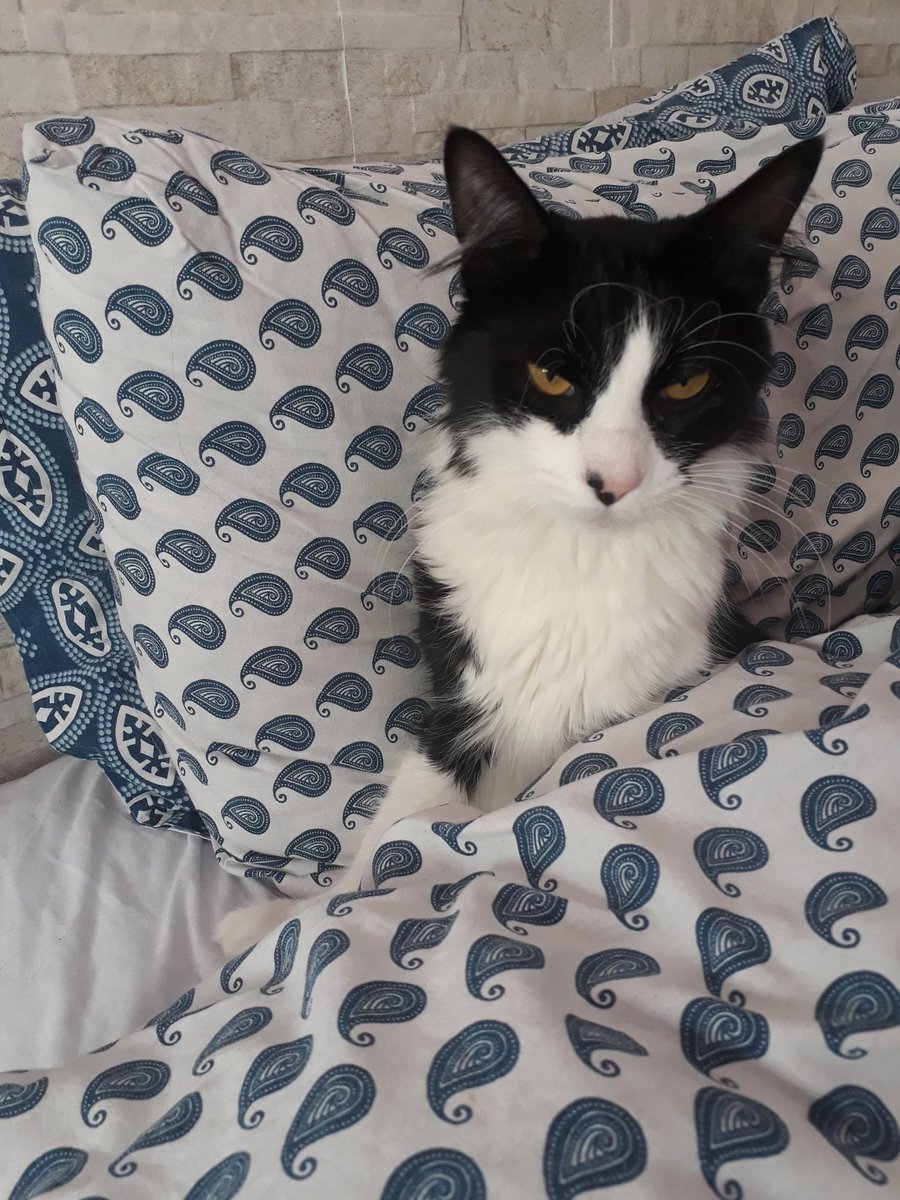 camargo_anap's tweet photo. Meu gato acordando as 8h de domingo me representa em tanta coisa!!! https://t.co/tQdsnNXZ3L