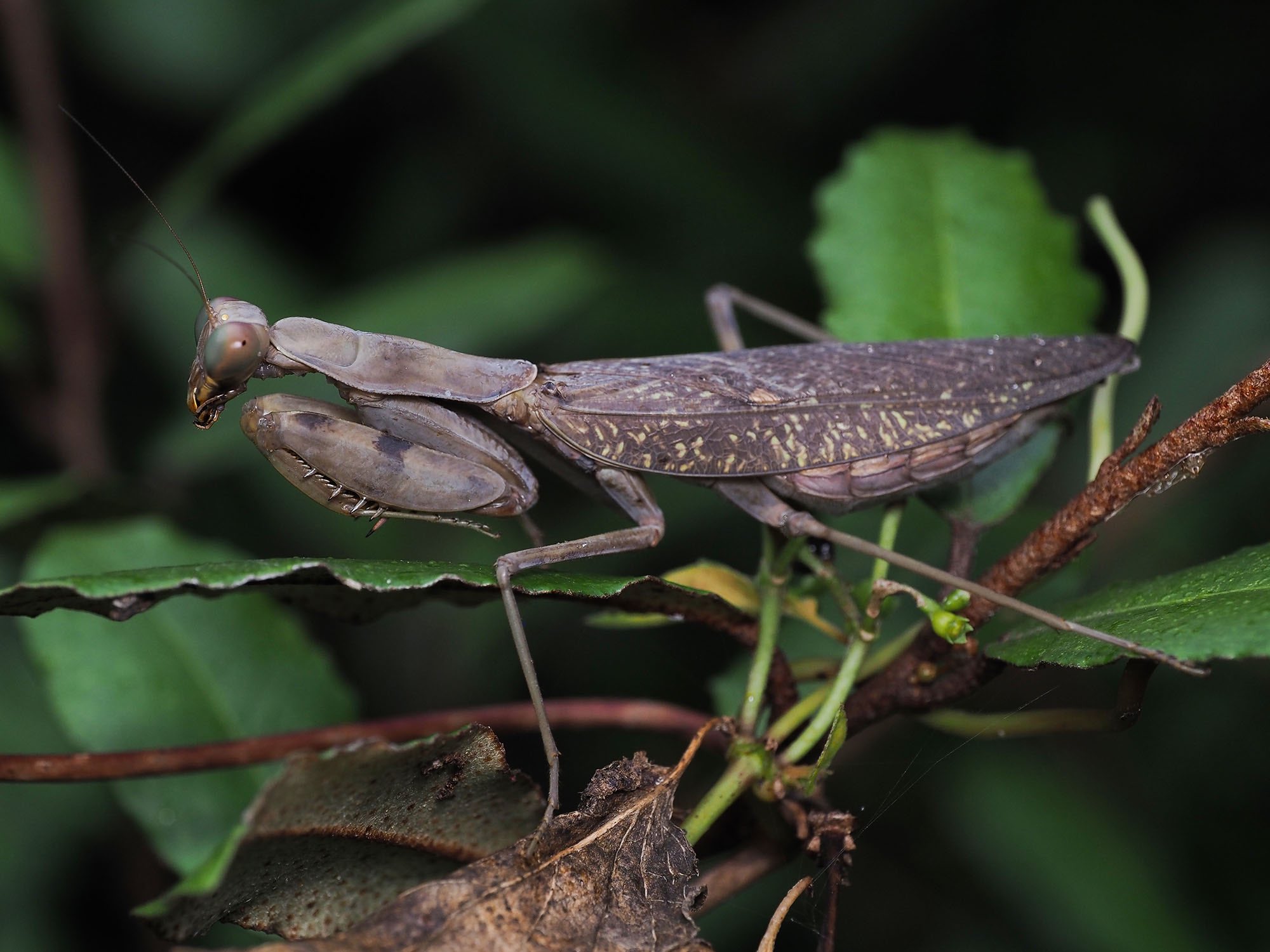 تويتر 日本野虫の会 重版御礼 手すりの虫観察ガイド على تويتر しぶ過ぎるハラビロカマキリ褐色型 カマキリの体色の違いは何で決まるのだろうか T Co Zqmbjetgg0