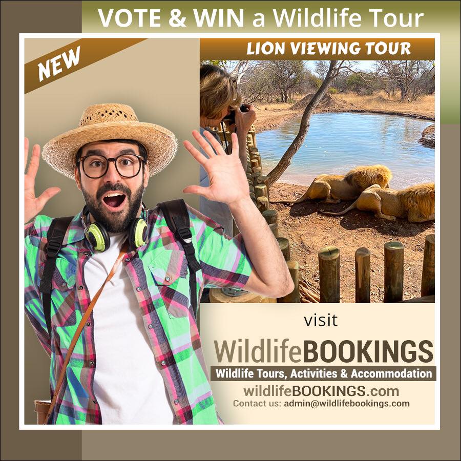 VISIT our WEBSITE to VOTE for YOUR favourite wildlife tour, and YOU could WIN a FREE TOUR!!
For more info: wildlifebookings.com
#SAwildlife #SAwildlifeNetwork #WildlifeTourism #EcoTourism #ExclusiveSafaris #wildlifeBOOKINGS #ResponsibleTravel #ResponsibleTourism #GOtravel