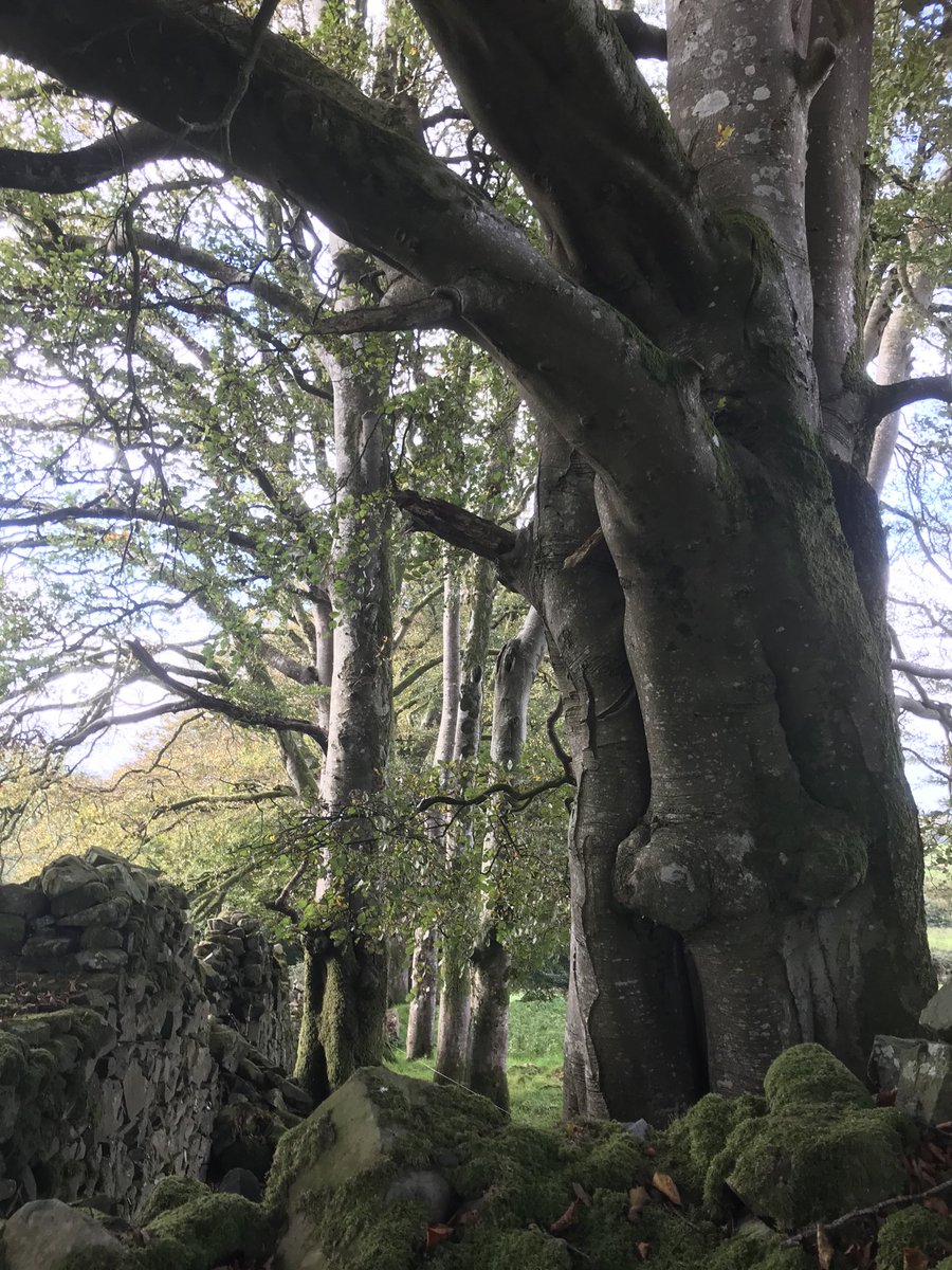 DLeShack's tweet photo. ‘Something Understood’ BBCRadio4 is always a lovely listen. On ‘Trees’ this morning and again late tonight. Our beeches here could tell a tale #somethingunderstood BBCRadio4 #trees #wisdom #lakevieworganicfarm #cavan https://t.co/ynyAWvYbI3