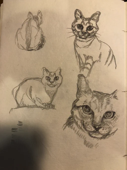 ねこちゃん 