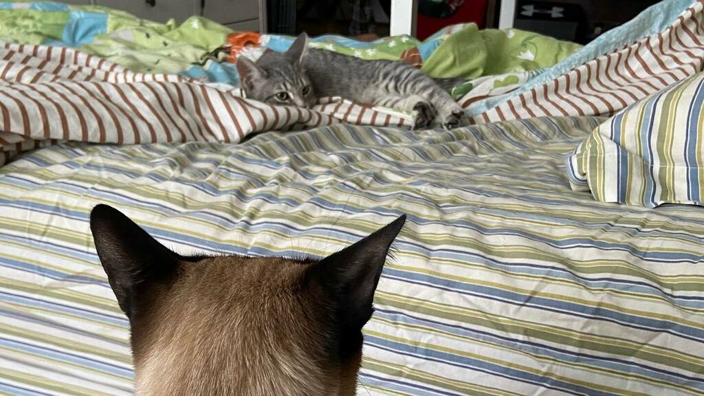 PopokiKitty's tweet photo. My moral compass is spinning. On one hand she’s cute, on the other, she $%&amp;@* in my litter... #INTERLOPER #cutestcatscommunity #kitty #kittykitty #catlife #siamese #cuteanimals #animallovers #catsofinsta #ilovecats #kittylovers #kittylife #catsonline #si… https://t.co/7atLlPODFT https://t.co/4H5DcAbBoO