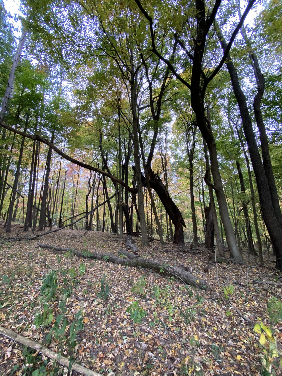 Kimcantweet's tweet photo. Nature is beautiful.  I highly recommend it! #livingmybestlife https://t.co/02CCZ0TYZY