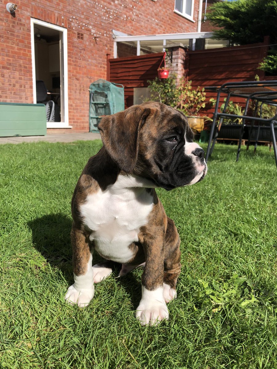 marcoMOTM's tweet photo. Say hi to Stanley 😡 https://t.co/oXluLI3yOy