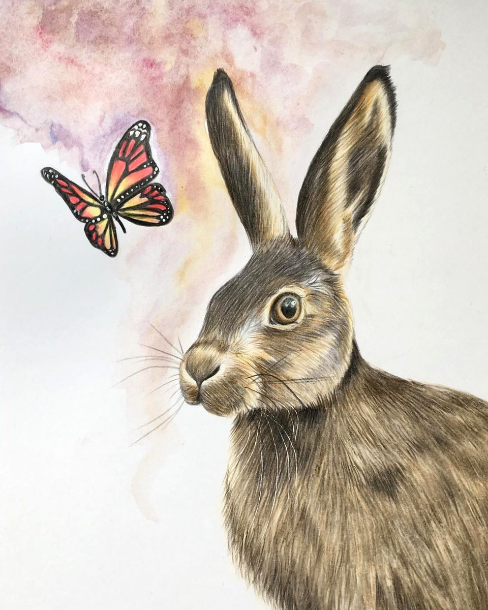 I had a little sketch on Friday and this appeared...
 Any name suggestions? 🤔 

Prints available in A5 and A4...

#sketching #drawing #colouredpencils #art #hare #butterfly #woodlandanimals #printsavailable