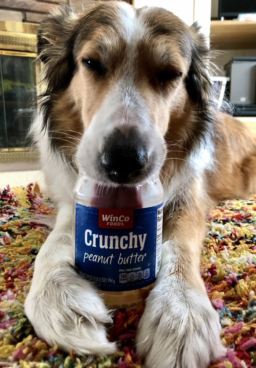 WilmaBenton19's tweet photo. #PhotoChallenge2020October 
I’m thinking about...
how it’s handy to have a long snout! 
#dogsoftwitter #collie @WinCoFoods https://t.co/akiVyVqP3f