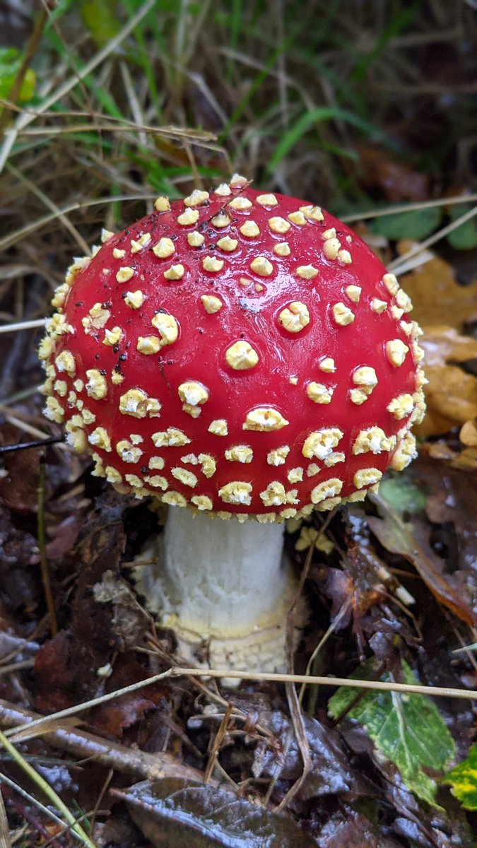 Fly Agaric. Foxley Wood. #fungilove #fungi #wildnorfolk