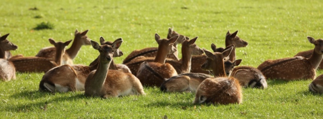 Although lunch is temporarily unavailable at <a href="/WhitworthHall/">Whitworth Hall Hotel & Deer Park</a> , there’s still plenty to do such as explore the grounds and meet our deer friends! 🦌

Find out more here 👉 bit.ly/2RKfppH

#whitworthhallhotel #northeast #deer #deerpark #explore #countryside