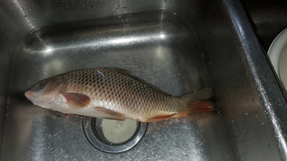 BigSed72's tweet image. About to become a samich @aceman570  #nothrowback lol