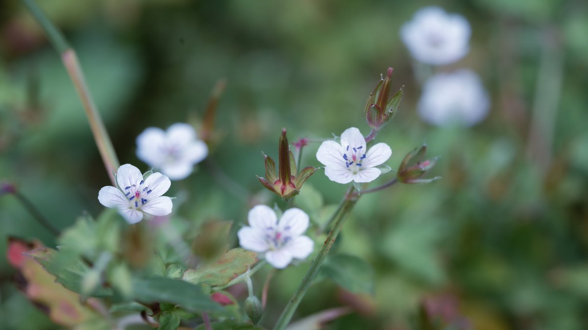 蓮 ねね みー 今晩わ ゲンノショウコウ 可愛い花なんですよね 咲き終ると車ユリの様な形になり二度楽しませてくれる可愛い花です 又見せて下さい 有り難う御座いました