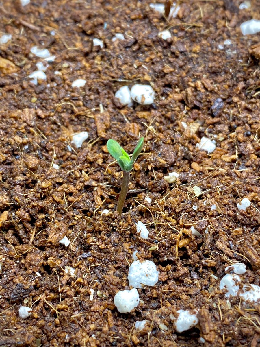 Thought this little #northernlights seed was a dud but she finally germinated after 9 days. Planted in #coco and 2 days later this little beauty popped up! #growyourown #indoorgrow #CannabisCommunity