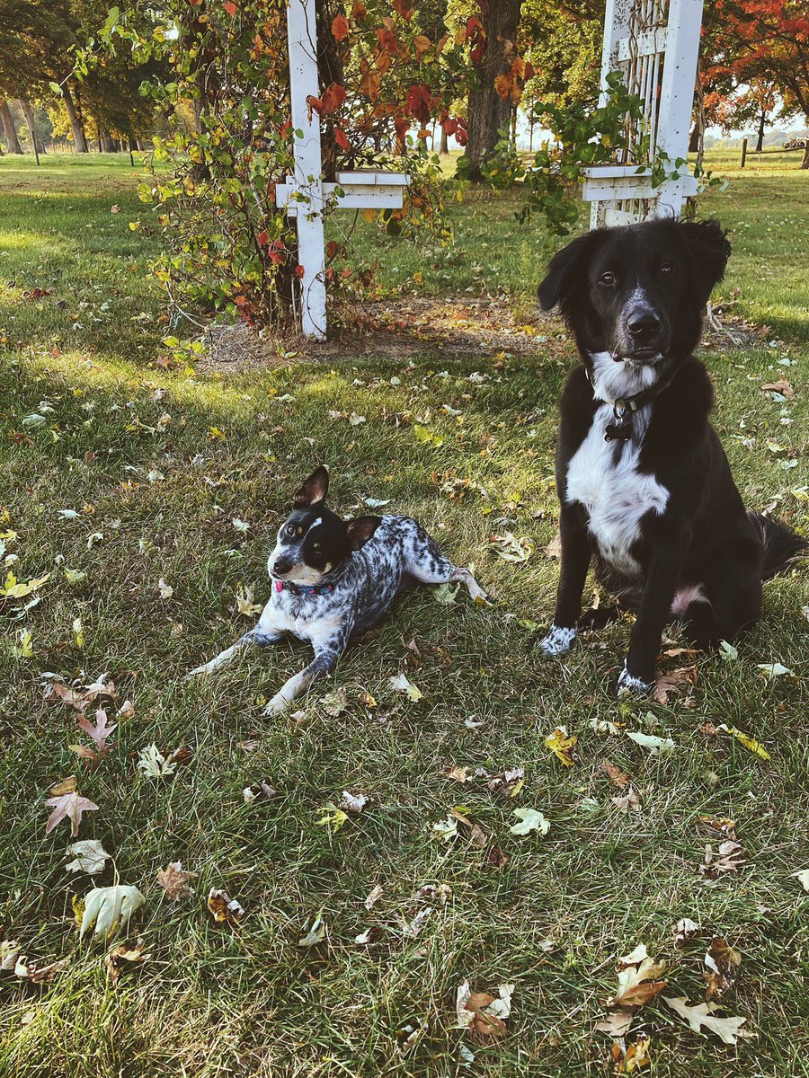 23lotz's tweet photo. Tried taking fall photos of my babies!😍🐶 here’s how they turned!🧡 https://t.co/zUizfkkPVf