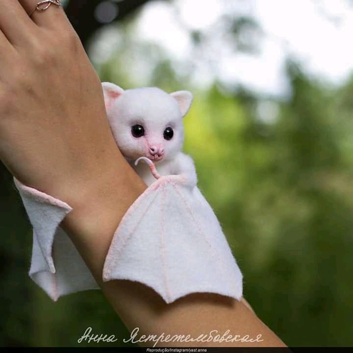 greenfinity_'s tweet photo. Morcego albino. É muita fofura 🦇💚

#MeioAmbiente #Morcego #Albino #MorcegoAlbino #Natureza #Fauna #Ecologia https://t.co/PdNsEvTcNE