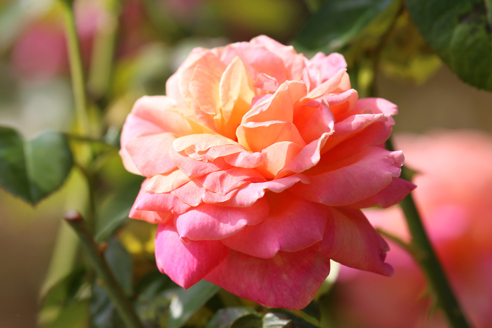 Good Morning.
Many thanks for all the rts, favs and replies.