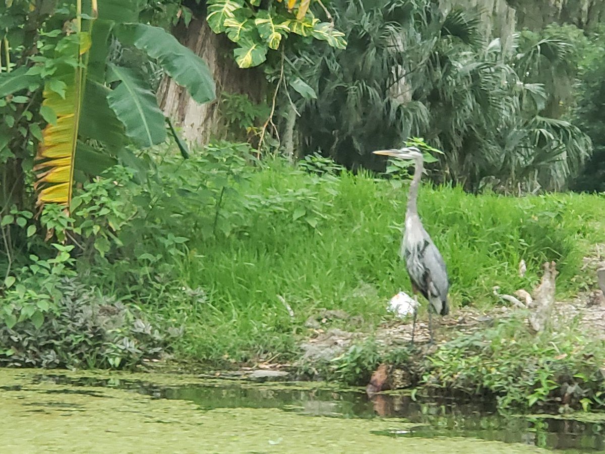 The Great Blue Heron. One of many birds you will see in the Dora Canal with CatBoat Adventure Tours. CatBoatTour.com