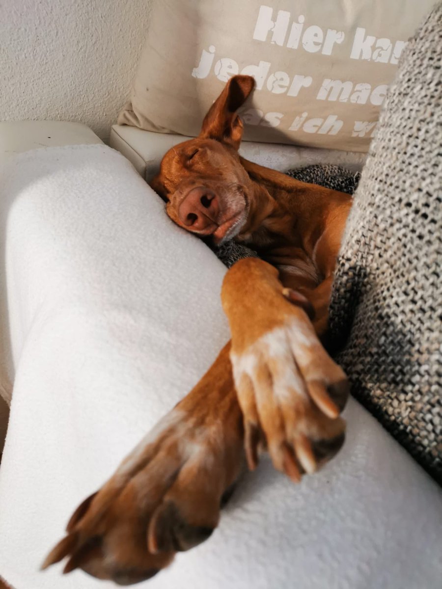 #vonEtti #Sunday #Chill #AdoptDontShop #podenco