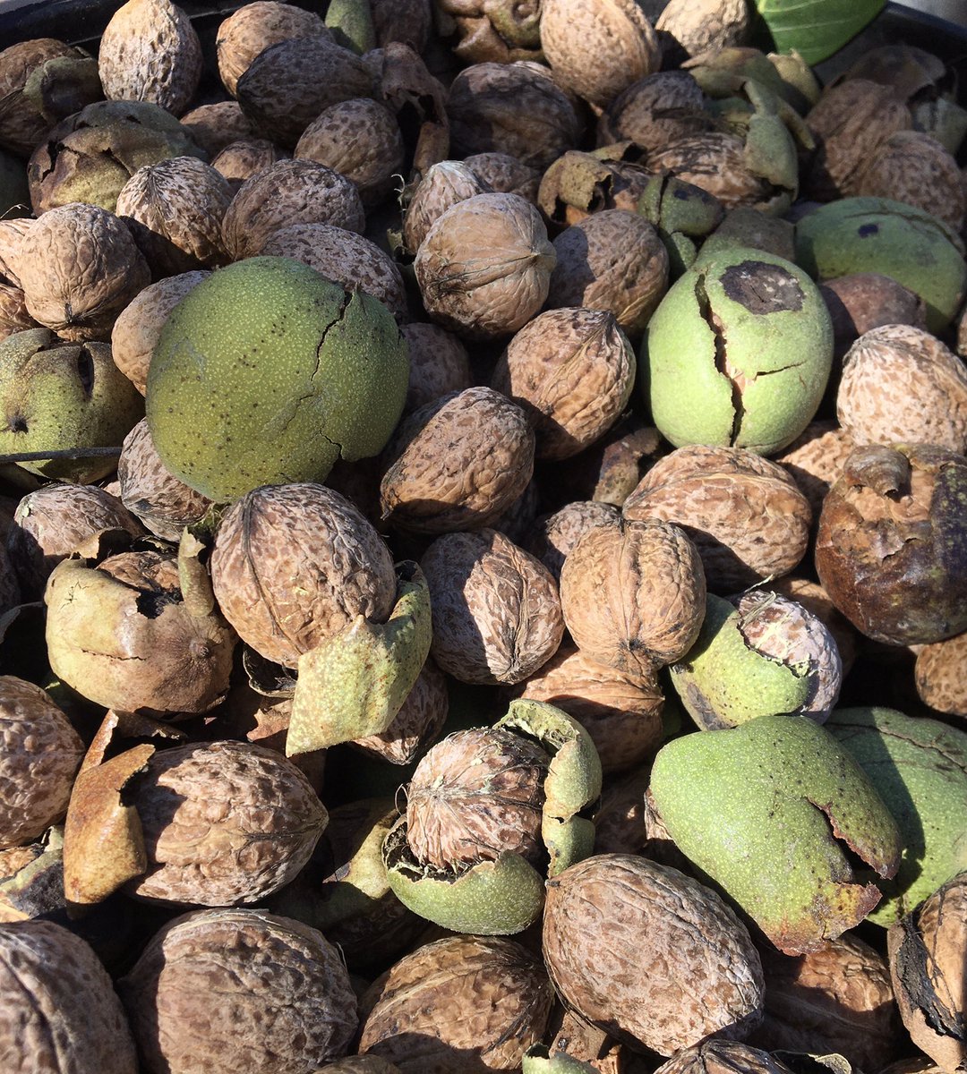 Todos los colores del otoño en Alcublas! 🍄🐿🍂🍁 #Alcublas #AlcublasTurismo #NuecesDelTerreno