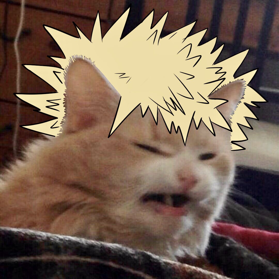 adduani on X: #bnha characters as cat memes icons because yes   / X