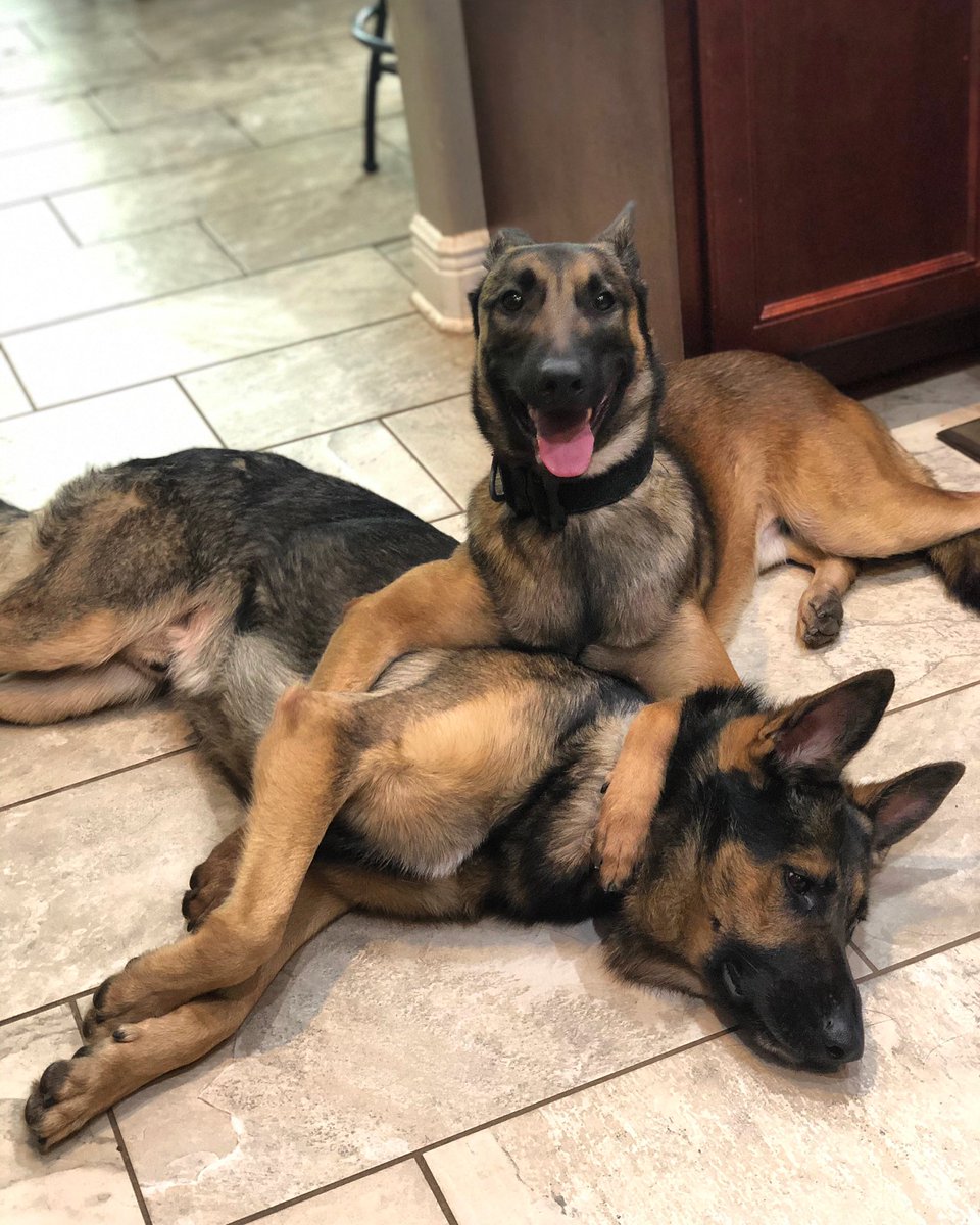 K9 Evo and Ofc. Smith tweet media