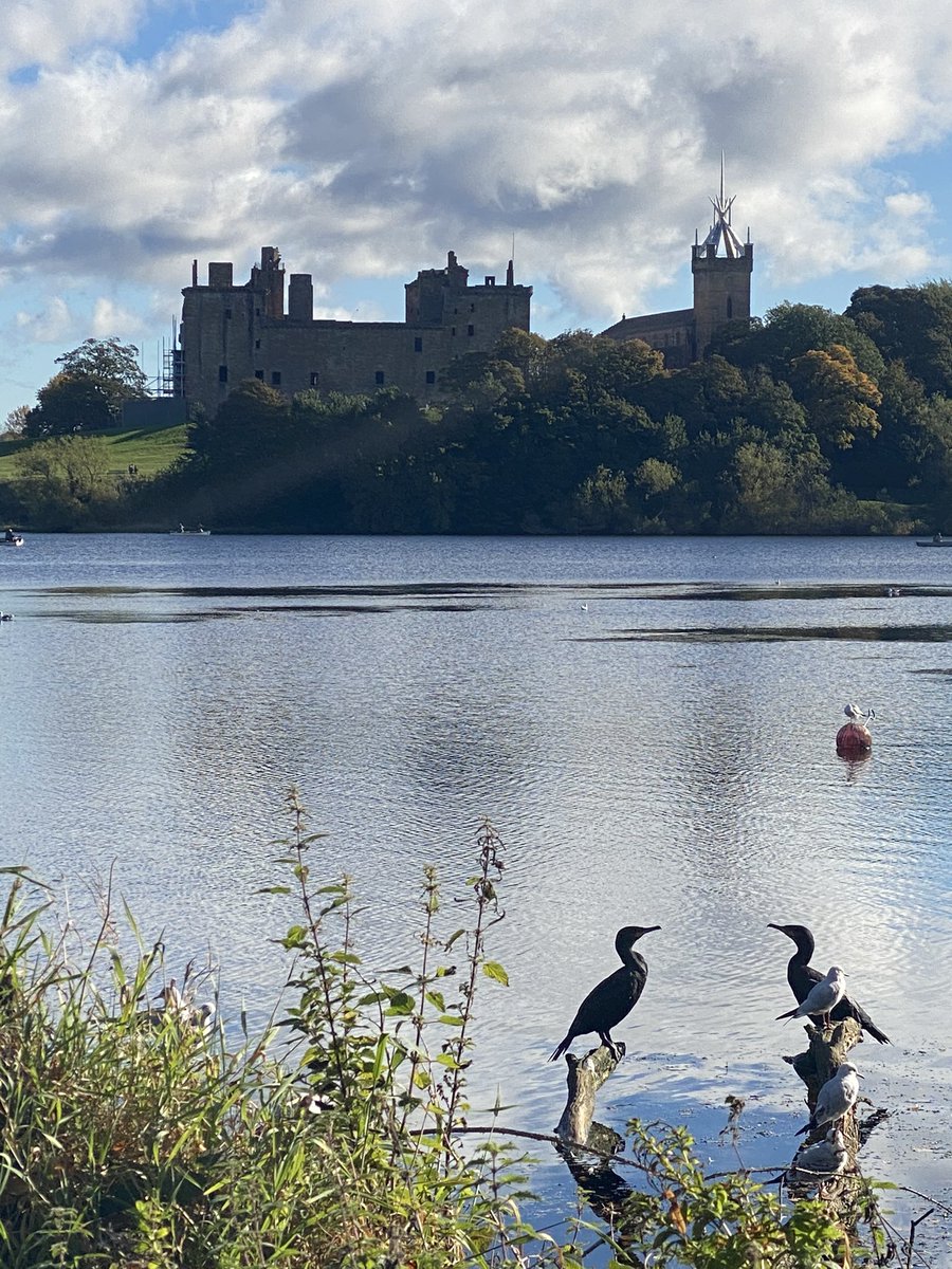 memeligion's tweet photo. Met a couple of Burds on my morning cycle around Linlithgow today 🐦 They met on twitter 🙃 #lithgae #loch #burdwatching https://t.co/2kwgCDxJou