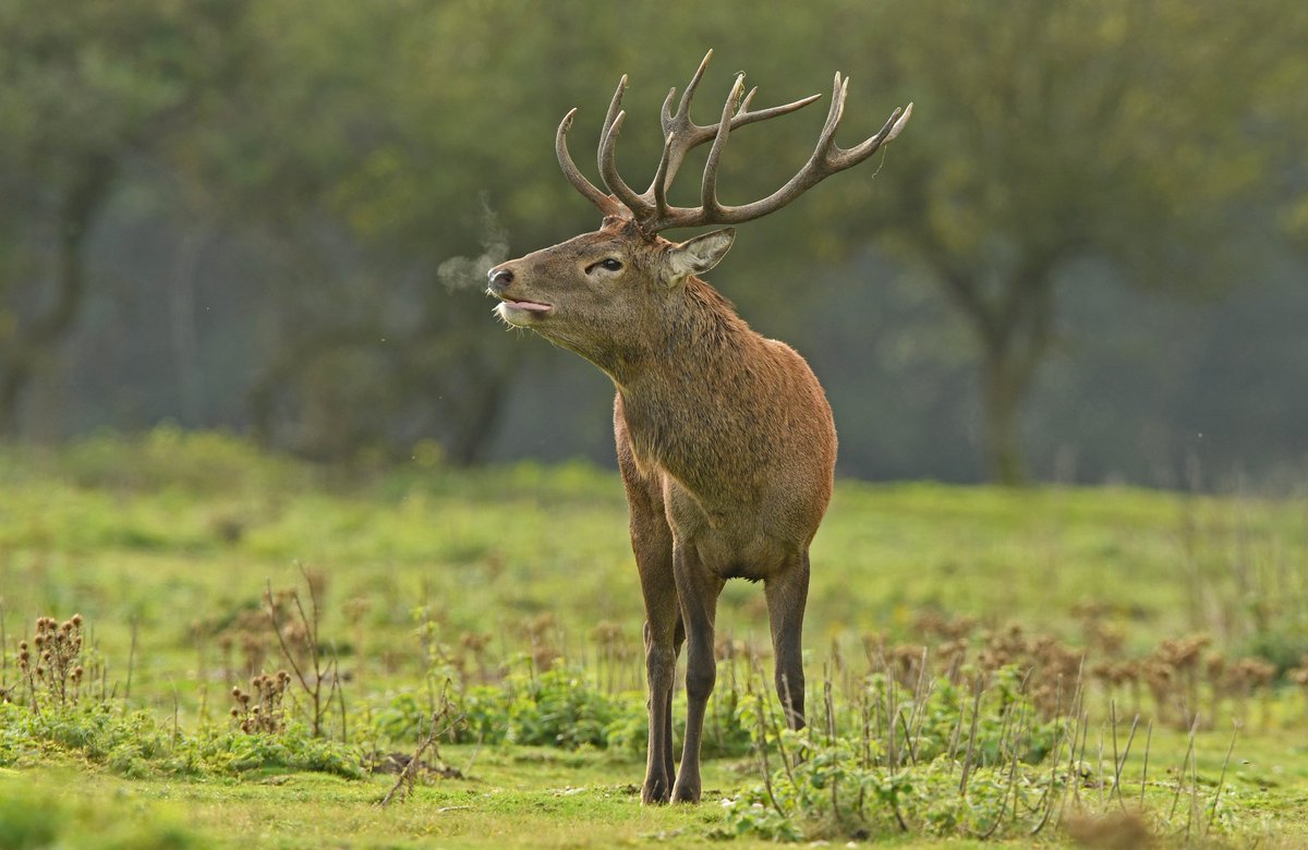 Red deer stag RSPB Minsmere Suffolk