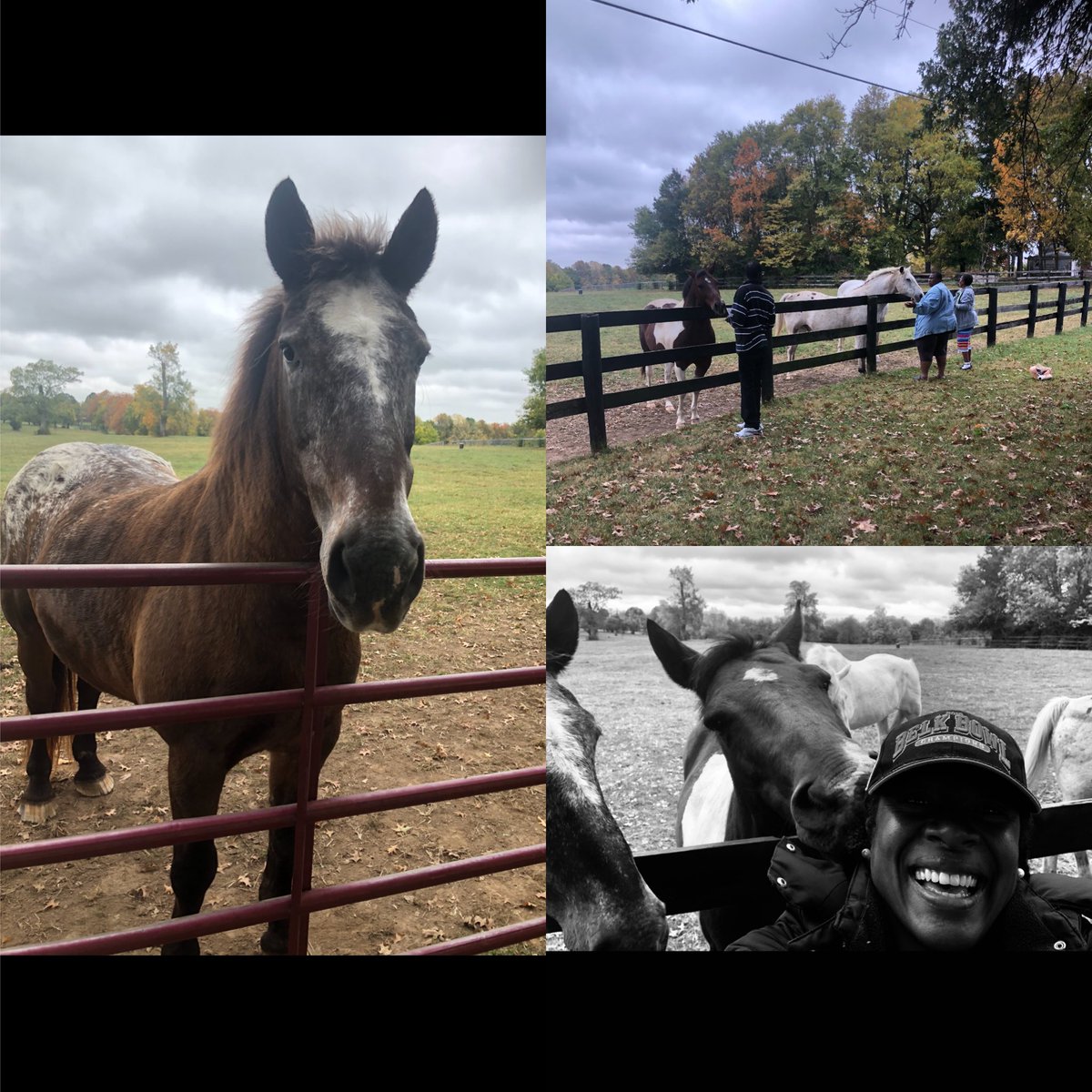 fastfergie16's tweet photo. Weekends with friend are best spent.I love feeding the horses ( Sherman, Sioux, William, Cocoa and friends) with carrots and apples. Sherman actually pretended to nibble on my jacket. 😂#priceless #horses #bestweekends 🙏🏾💙 https://t.co/YjUDufWxd2