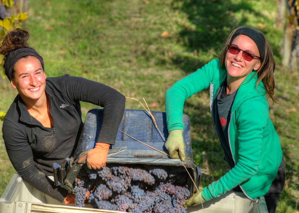 Great spirits in the vineyard despite all the hard work. Which Haywire wine are you most excited about?