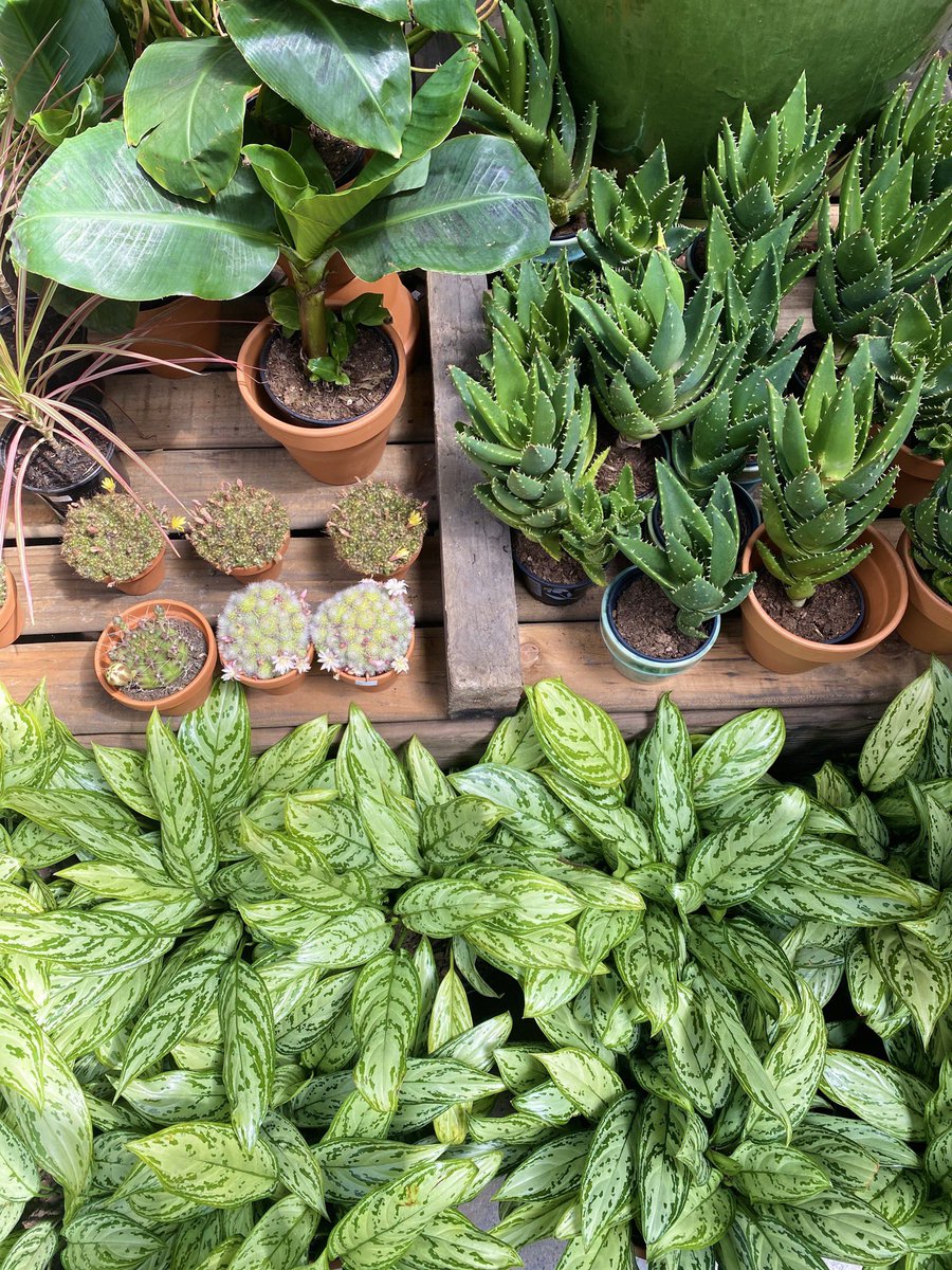 Lelo Dube tweet media