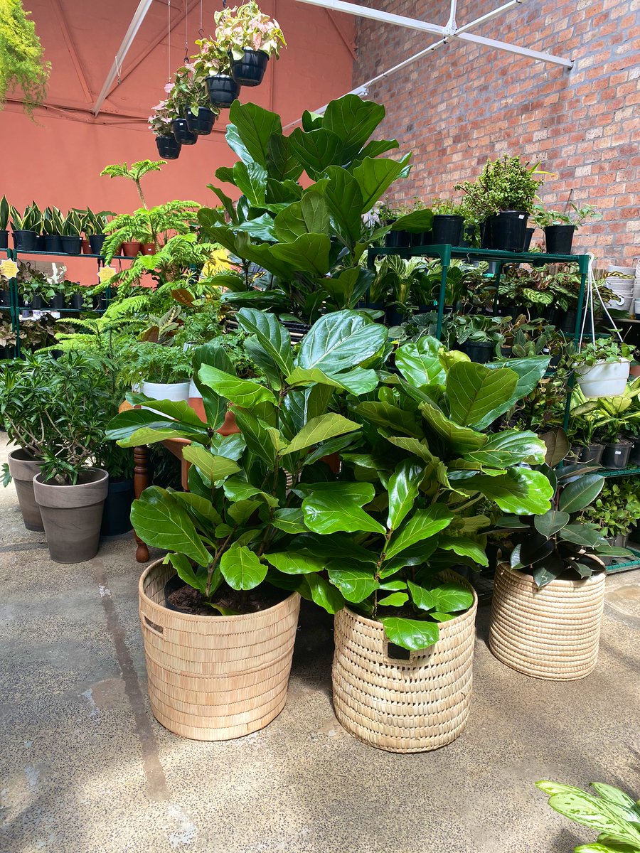 Lelo Dube tweet media