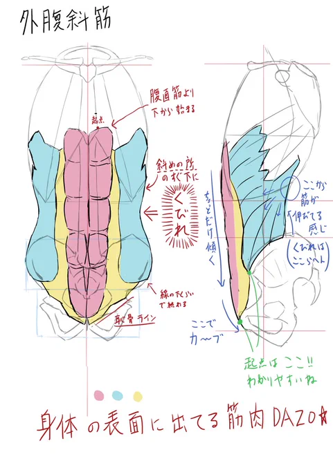 外腹斜筋の模写絵です。「くびれ」という概念を初めて理解できた気がする 