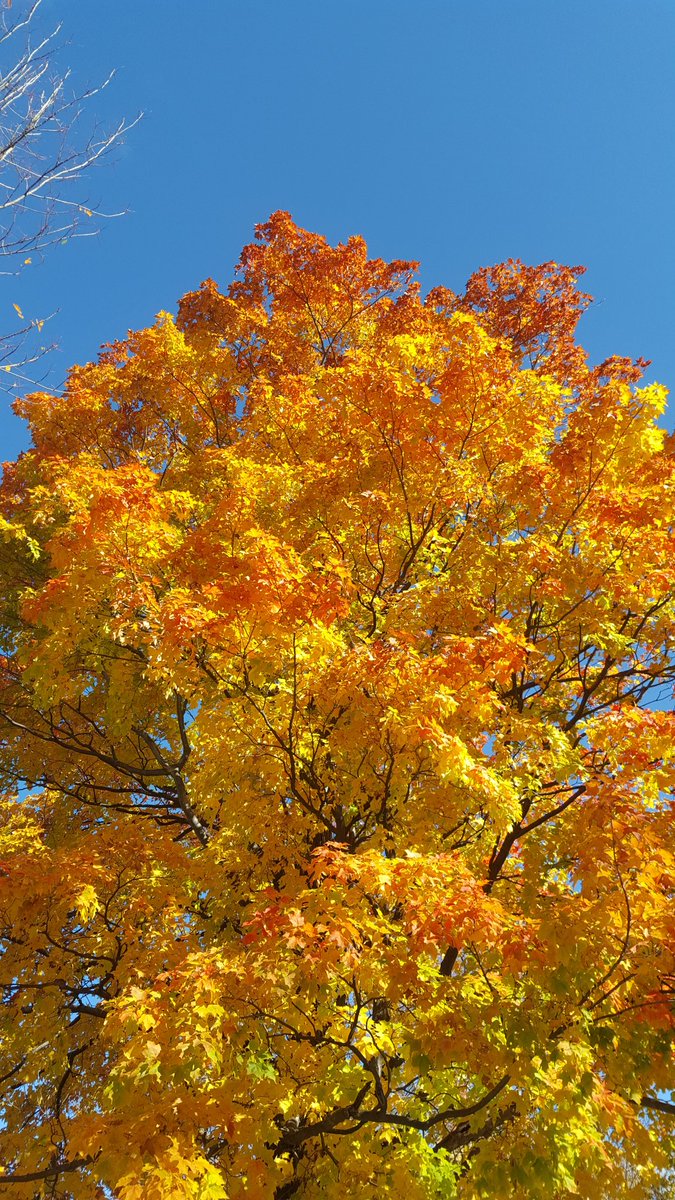 JeffWright999's tweet photo. The colours are out in Central Ontario. Enjoy. https://t.co/YC2Cn2vtQL