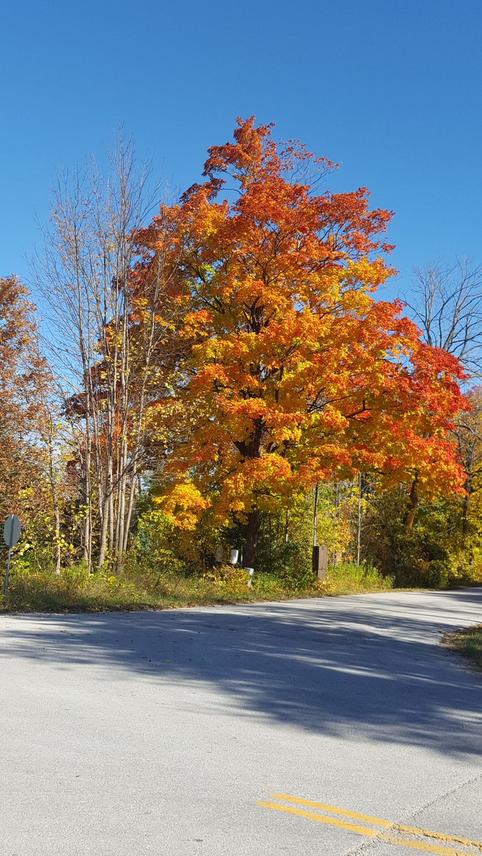 JeffWright999's tweet photo. The colours are out in Central Ontario. Enjoy. https://t.co/YC2Cn2vtQL