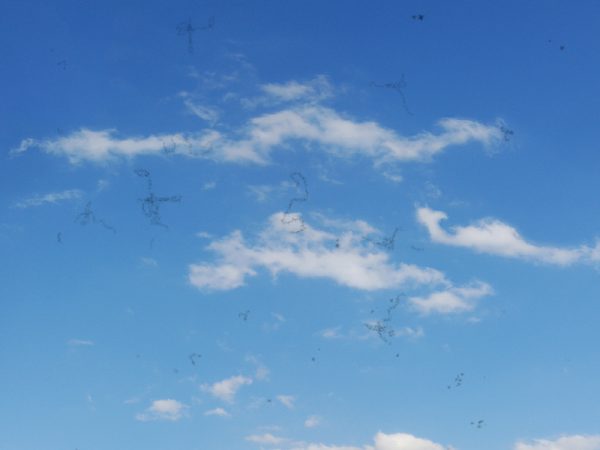 Мушки летающие как избавиться. Плавающие мушки в глазах. Деструкция стекловидного тела черные точки. Мушки и червяки в глазах. Деструкция стекловидногтела.