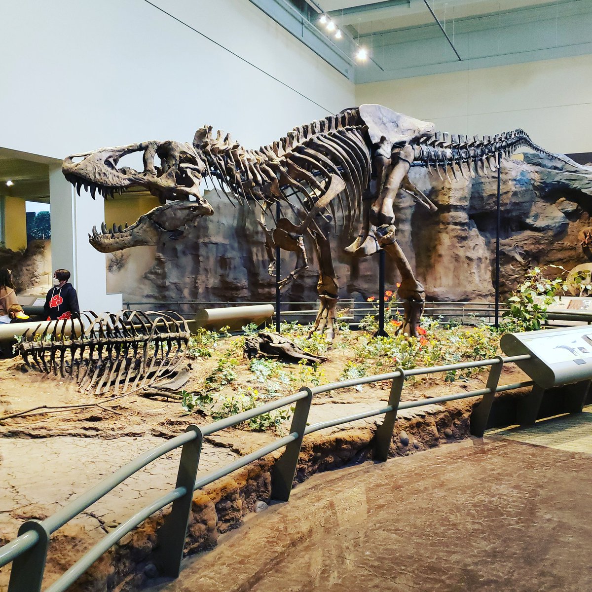  – bei  Carnegie Museum of Natural History