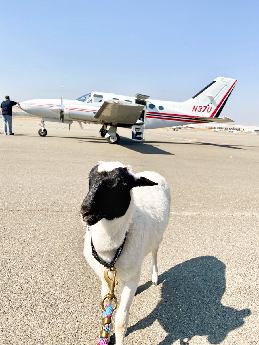 Woolson is the coolest lamb ever. That is all. Happy Sunday!