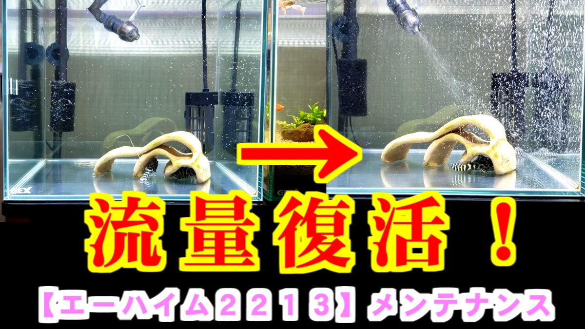 すぱいらるz 動画アップしました エーハイム2213 のメンテナンスを実施しました メンテナンスの効果がハッキリと出ましたので 参考になれば幸いです 30cmキューブ水槽 エーハイム2213 T Co Agxjrxfv4u T Co Sqxha2ucce すぱいらるz 動画アップしました エーハイム2213 のメンテナンスを実施しました メンテナンスの効果がハッキリと出ましたので 参考になれば幸いです 30cmキューブ水槽 エーハイム2213 T Co Agxjrxfv4u T Co Sqxha2ucce