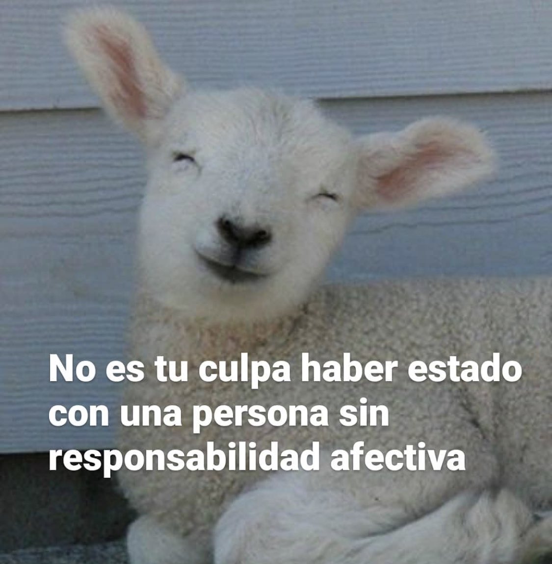 Lucía Serrano tweet media