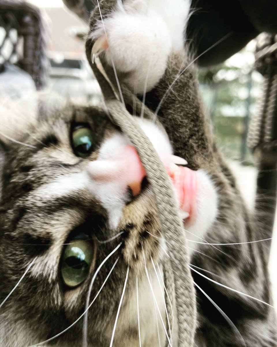 They fed me after midnight - Ren

#CatsOfTwitter #cats #CatsOnTwitter #catsofinstagram #gremlins #spookyseason