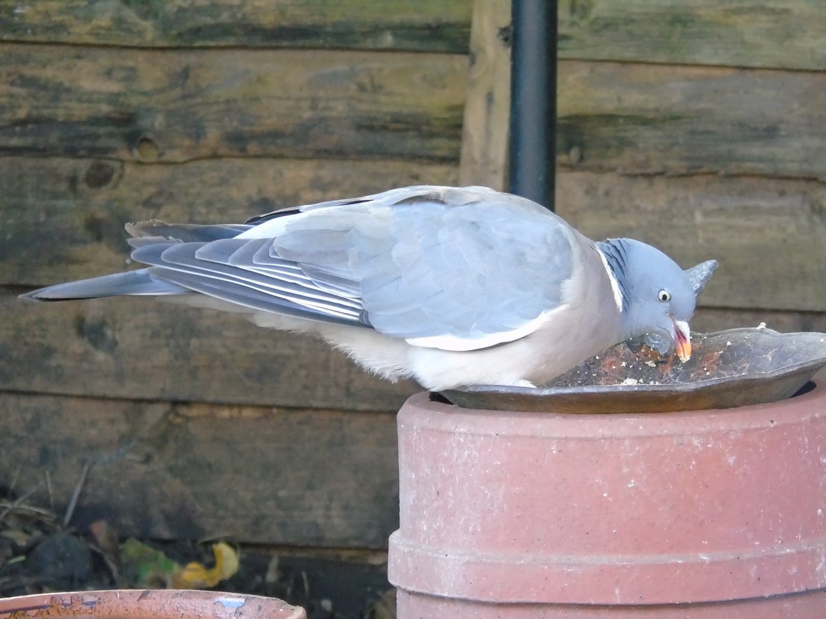 Mr Garden tweet media