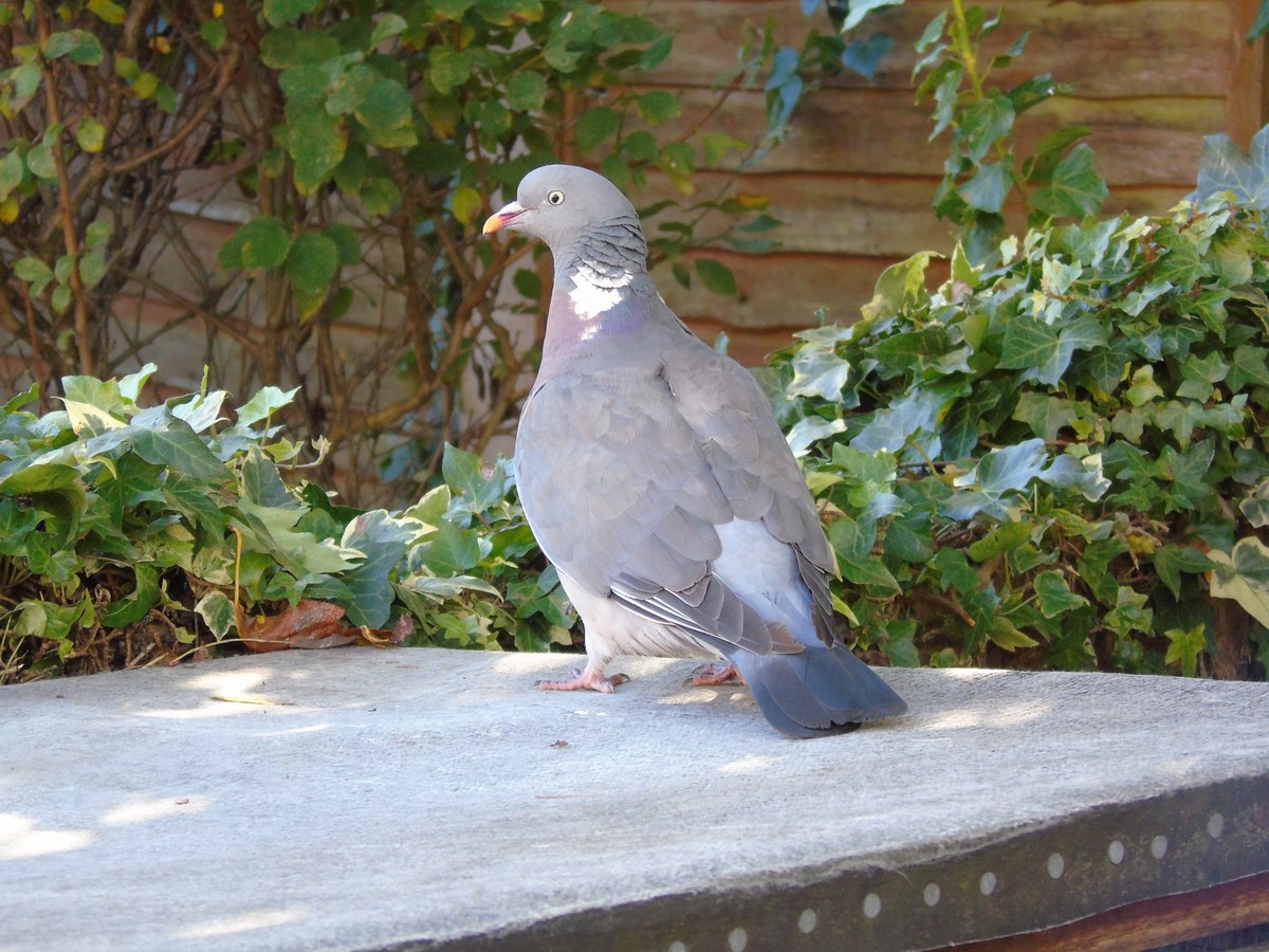 Mr Garden tweet media