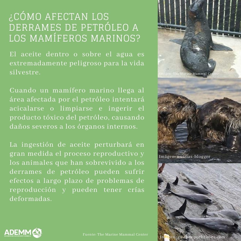 ADEMM62964081's tweet photo. #ADEMM, les comparte las problemáticas que enfrentan muchos seres vivos por contaminación. https://t.co/LOe8HU8gMh