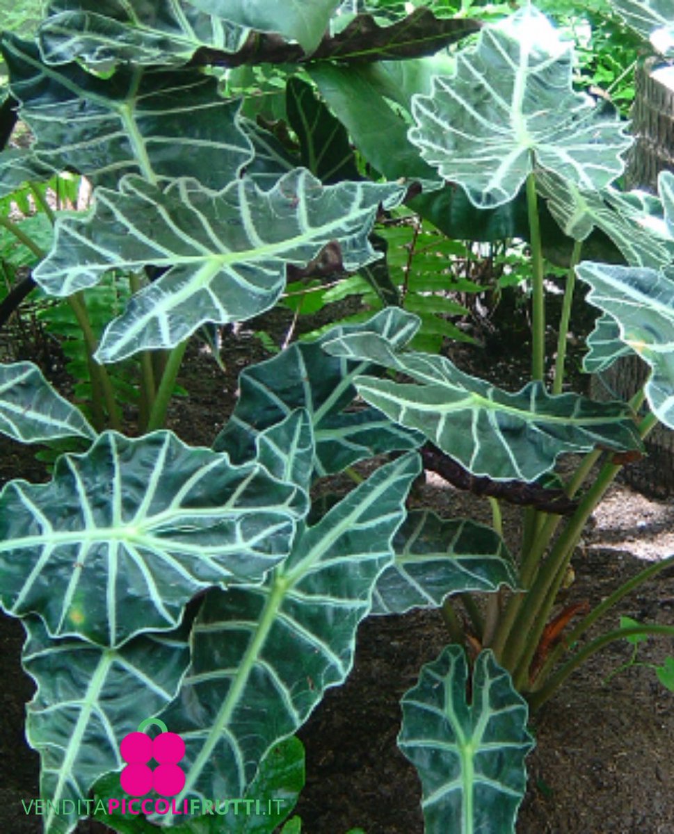 ALOCASIA AMAZONICA ‘Polly’ Vaso: Ø 17 cm – H. 40/50 cm - Buy plants online.