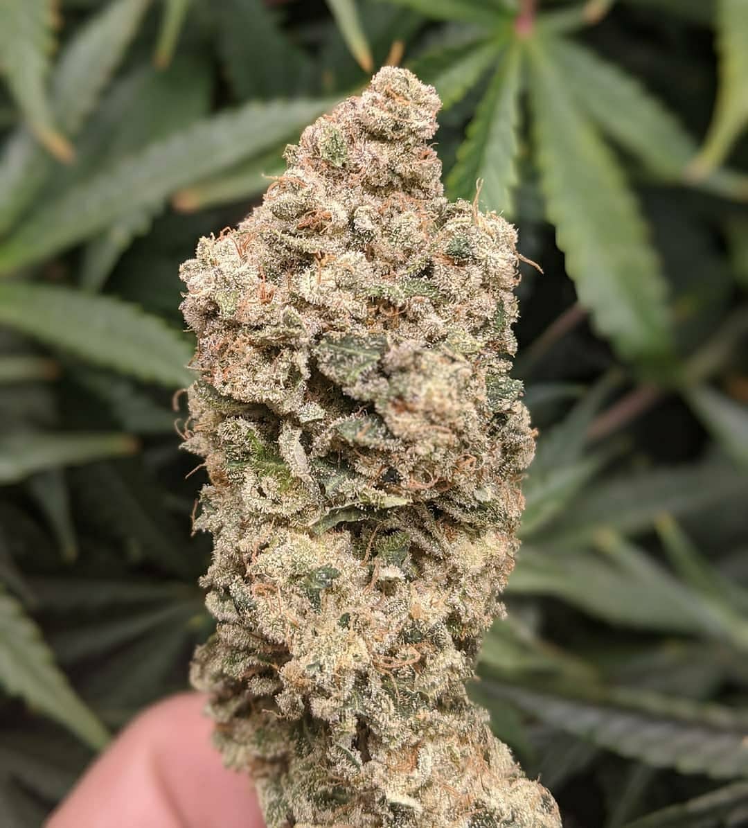 SeedsmanSeeds's tweet photo. 💘 GelatOG 💘 grown by 📸 @kccannadude "This is THE TASTIEST WEEEED I have ever smoked. PERIOD! This pheno of #gelatOG fromSeedsman is the bees knees folks.. " - 📸 👈 Thanks for sharing your #seedsmangenetics 💘🙏 https://t.co/N2klxOTpO7